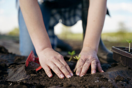 Anonymous hands plant a seedling in the soil