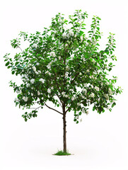 Apple   tree isolated on a solid, clear  white background