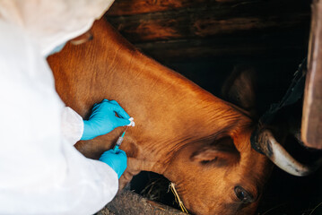 A veterinarian administers a vaccination to a calm cow in a traditional barn, an essential health...