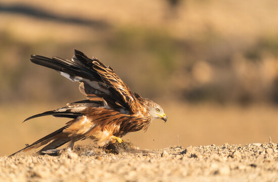 Majestic Red Kite With A Dead Rabbit  