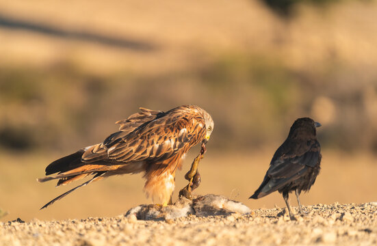 Red Kite Eating A Dead Rabbit And Carrion Crow Waiting For Its Turn  