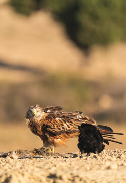 Red Kite Looks At The Camera While Eating A Dead Rabbit  