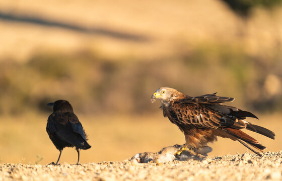 Red Kite With Caught Dead Rabbit And Carrion Crow Looking The Scene  