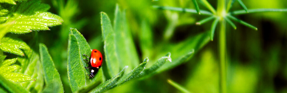 Ladybug crawling on a green strawberry leaf on a sunny day, side view. Meadow on a summer day.