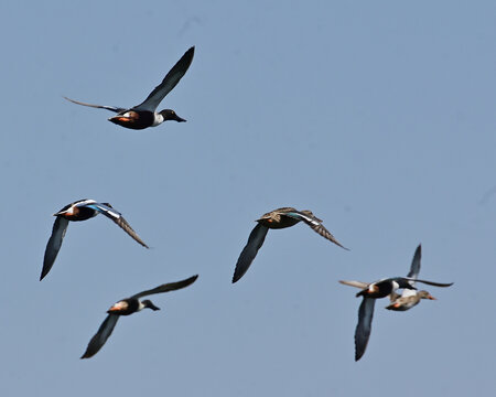 parvada de pato cuchar&oacute;n norte&ntilde;o en vuelo