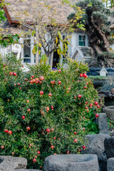 Fototapeta na wymiar Ripe pomegranates adorn a lush bush in a quaint cottage garden, with a classic white house in the background. The garden exudes a rustic and fruitful charm.