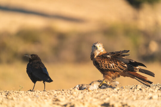 The Red Kite, The Dead Rabbit And The Carrion Crow 