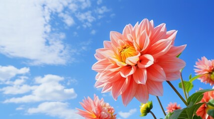 Pink dahlia flowers on blue sky background. Nature background. - Powered by Adobe