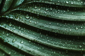 Calathea Orbifolia