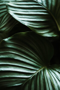 Calathea Orbifolia