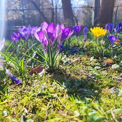 Flower in Spring 🌺