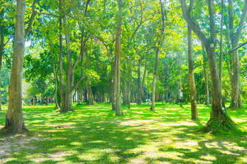 Green forest of deciduous trees with the sun casting its rays of light through the foliage and green grass, nature green wood sunlight backgrounds.