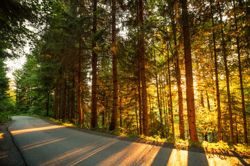 Driving through alpine forest at sunset. Pine trees cast long shadows on the ground. Backlit illuminated forest in mountain countryside.