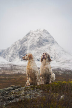 Two english setter dogs sitting in the wide open landscape of north