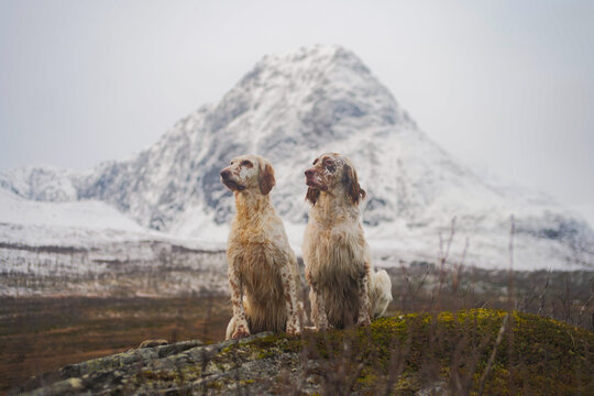 Two english setter dogs sitting in the wide open landscape of north