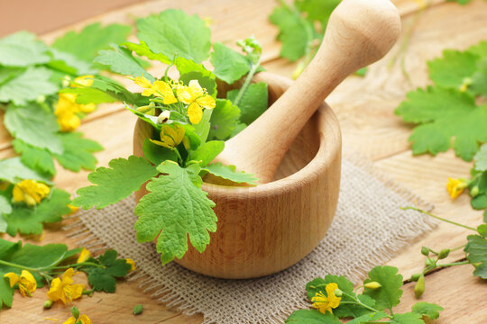 Celandine in wooden mortar with plant flowers and leaves, herb for skin problems and immunity