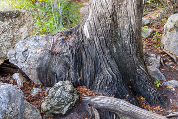 Obraz premium Cypress trunk growing over a large rock.