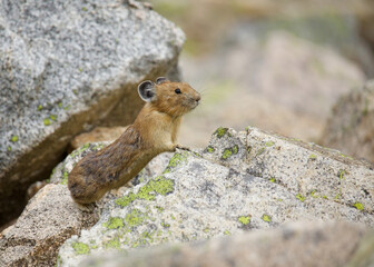 Naklejka na ściany i meble American Pika stretching out on the rocks in the Cascade Mountains of the Pacific Northwest