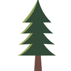 Tall conical evergreen tree

