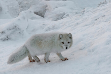 Life of Arctic foxes in the northern winter tundra. White and fluffy polar foxes hunting and playing in the snow. Wild fauna of the polar region on the Arctic islands