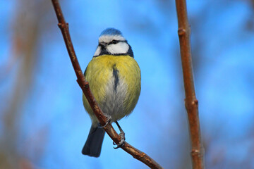cute blue tit in the wilds of the city park