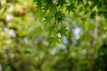 日本楓の美しい若葉