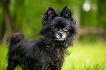 A Pomeranian x Chihuahua or 