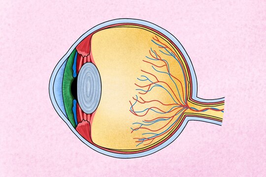 Human eye illustration with different tissues.