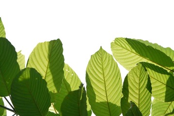 In selective focus Kratom leaves with branches on white isolated background for green foliage backdrop
