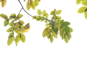 Outdoor-Kissen A Tropical tree with leaves branches on white isolated background for green foliage backdrop  © Oradige59
