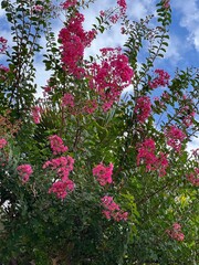 Pink flowers Crape myrtle crepe myrtle Lagerstroemia indica bush. - obrazy, fototapety, plakaty