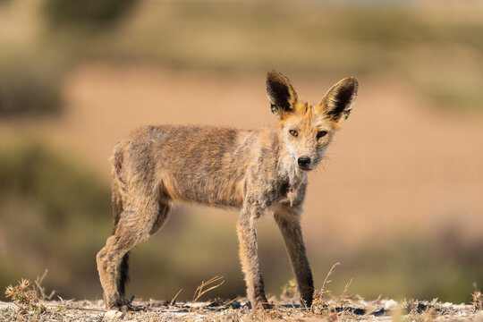 Mangy Red Fox In A Spanish Desert Area  