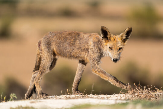 Red Fox With Mange In A Desert Area Of Spain 