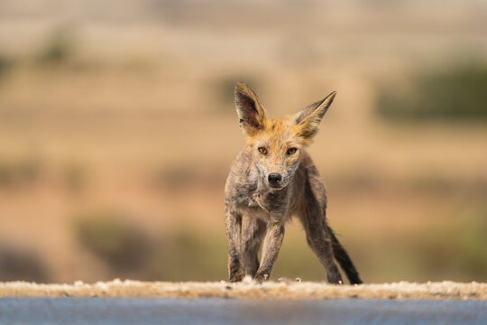 Red Fox With Mange Next To A Waterhole In Badlands 
