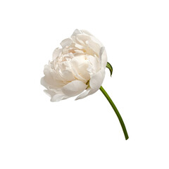 White peony flower isolated on white background. Element for creating designs, cards, patterns, floral arrangements, frames, wedding cards and invitations.
