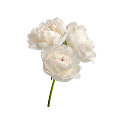 Floral arrangement (bouquet) of white peony flowers isolated on a white background. Element for...