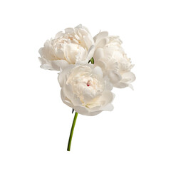 Floral arrangement (bouquet) of white peony flowers isolated on a white background. Element for creating designs, cards, patterns, floral arrangements, frames, wedding cards and invitations. © Yuliia