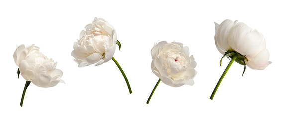 Botanical Collection. Set of white peony flowers isolated on white background. Set for creating...
