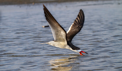 Black skimmer (Rhyncops niger) skimming the water for fish, Galveston, Texas, USA