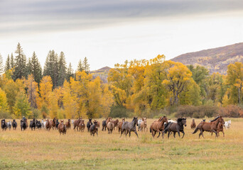 Fototapeta na wymiar Colorado outfitter horses and mules being brought in from grazing in the pasture with fall color