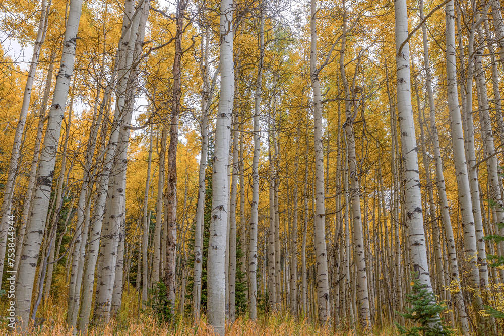 Wall mural colorado aspen