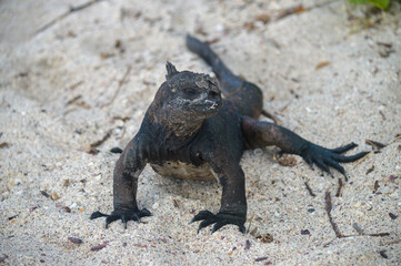 iguana on the beach