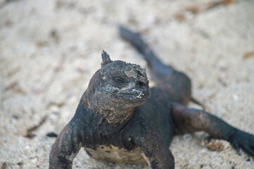 iguana on the beach