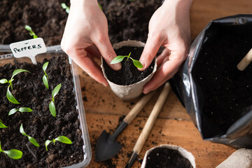Farmer transplants hot pepper seedlings into peat cups. Preparing plants for growing in open ground. Home gardening concept - 753848156
