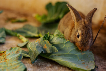 Rabbit eating cabbage