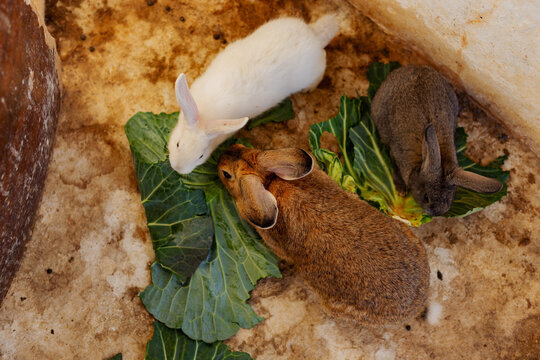 3 Rabbits eating leaves of cabbage