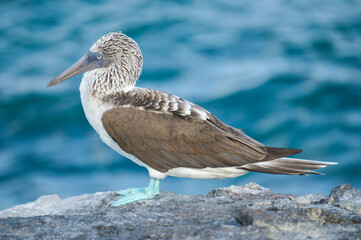 Blue footed booby
