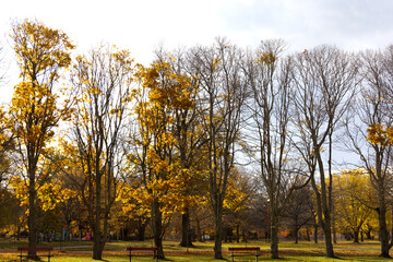 autumn in the park