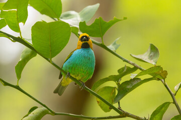 Beautiful colorful rainforest bird on tree branch - 753850164