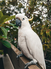 White Cockatoo. Parrot. Australia.
